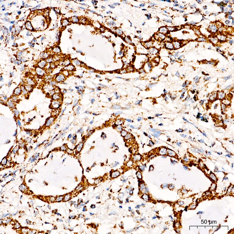 Immunohistochemistry - Anti-COX5A Antibody (A329278) - Antibodies.com