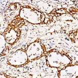 Immunohistochemistry - Anti-COX5A Antibody (A329278) - Antibodies.com