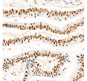 Immunohistochemistry - Anti-CREB (Phospho S133) Antibody [ARC60280] (A329280) - Antibodies.com