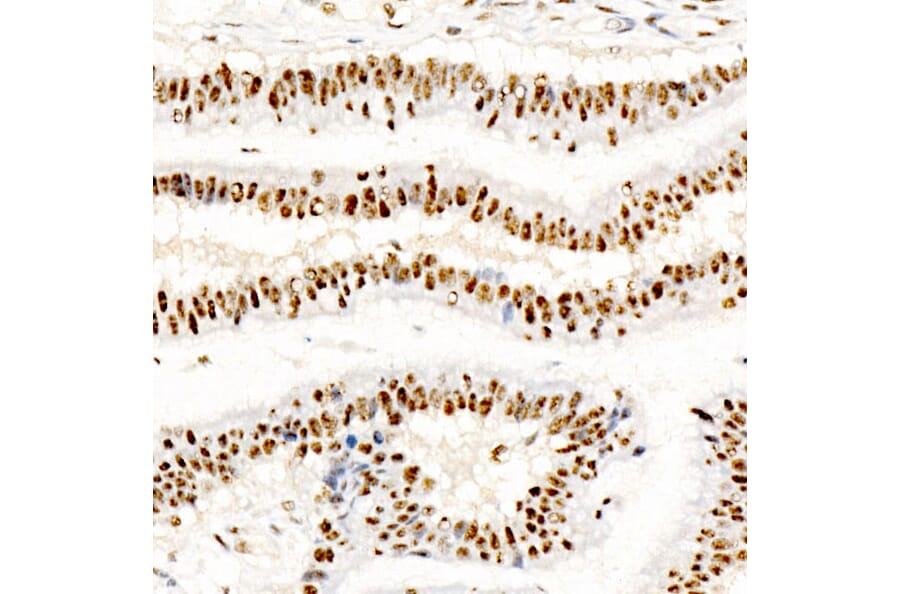 Immunohistochemistry - Anti-CREB (Phospho S133) Antibody [ARC60280] (A329280) - Antibodies.com