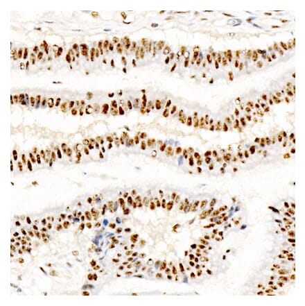 Immunohistochemistry - Anti-CREB (Phospho S133) Antibody [ARC60280] (A329280) - Antibodies.com