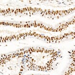 Immunohistochemistry - Anti-CREB (Phospho S133) Antibody [ARC60280] (A329280) - Antibodies.com