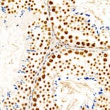 Immunohistochemistry - Anti-CREB (Phospho S133) Antibody [ARC60280] (A329280) - Antibodies.com