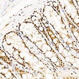 Immunohistochemistry - Anti-CREB (Phospho S133) Antibody [ARC60280] (A329280) - Antibodies.com