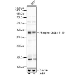 Western Blot - Anti-CREB (Phospho S129) Antibody (A329281) - Antibodies.com