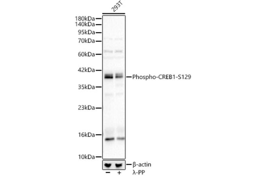 Western Blot - Anti-CREB (Phospho S129) Antibody (A329281) - Antibodies.com