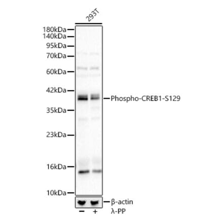 Western Blot - Anti-CREB (Phospho S129) Antibody (A329281) - Antibodies.com
