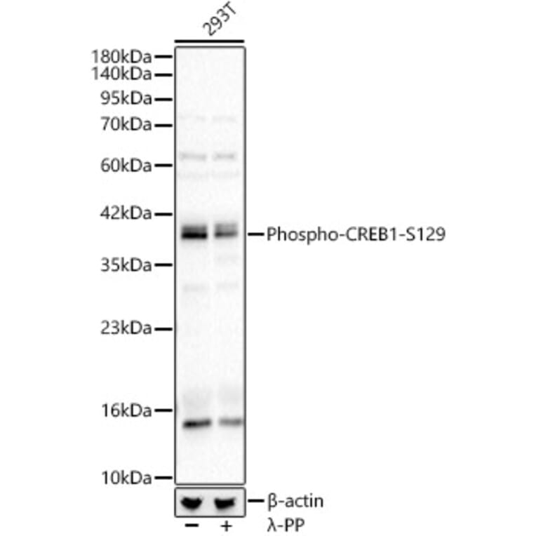 Western Blot - Anti-CREB (Phospho S129) Antibody (A329281) - Antibodies.com