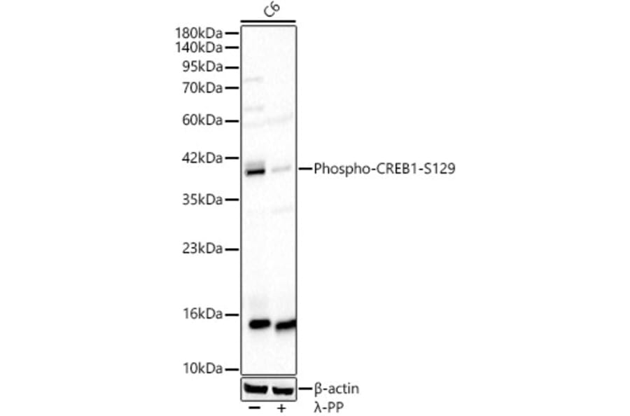 Western Blot - Anti-CREB (Phospho S129) Antibody (A329281) - Antibodies.com