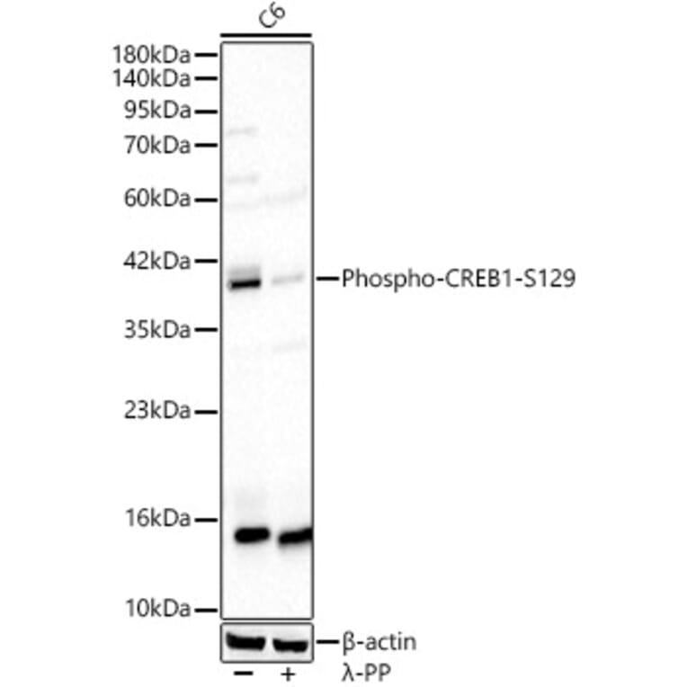 Western Blot - Anti-CREB (Phospho S129) Antibody (A329281) - Antibodies.com
