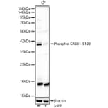 Western Blot - Anti-CREB (Phospho S129) Antibody (A329281) - Antibodies.com