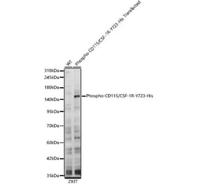Western Blot - Anti-CSF-1-R (Phospho Y723) Antibody (A329282) - Antibodies.com