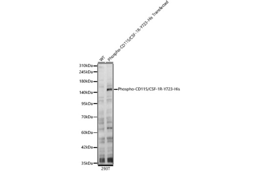Western Blot - Anti-CSF-1-R (Phospho Y723) Antibody (A329282) - Antibodies.com