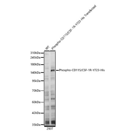 Western Blot - Anti-CSF-1-R (Phospho Y723) Antibody (A329282) - Antibodies.com