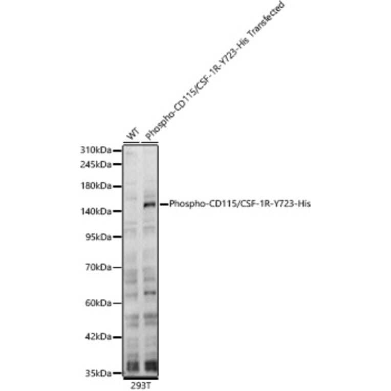 Western Blot - Anti-CSF-1-R (Phospho Y723) Antibody (A329282) - Antibodies.com