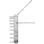 Western Blot - Anti-CSF-1-R (Phospho Y723) Antibody (A329282) - Antibodies.com
