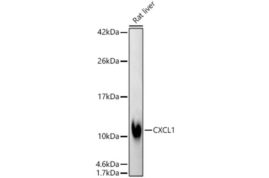 Western Blot - Anti-CXCL1 Antibody [ARC63089] (A329286) - Antibodies.com