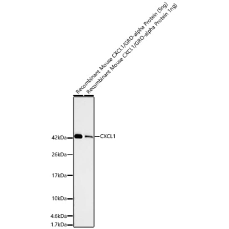 Western Blot - Anti-CXCL1 Antibody [ARC65165] (A329287) - Antibodies.com