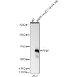 Western Blot - Anti-PBP Antibody (A329290) - Antibodies.com