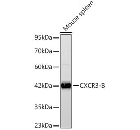 Western Blot - Anti-CXCR3 Antibody (A329292) - Antibodies.com