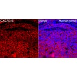 Immunofluorescence - Anti-CXCR3 Antibody (A329292) - Antibodies.com