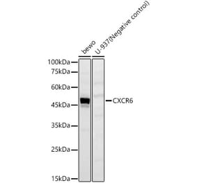 Western Blot - Anti-CXCR6 Antibody (A329293) - Antibodies.com