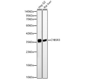 Western Blot - Anti-CYB5R3 Antibody (A329296) - Antibodies.com