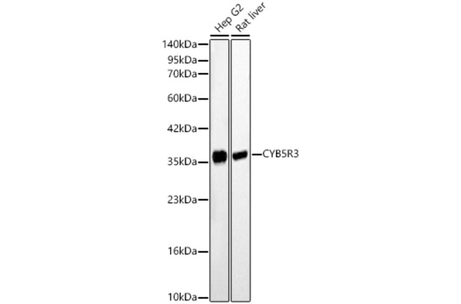 Western Blot - Anti-CYB5R3 Antibody (A329296) - Antibodies.com