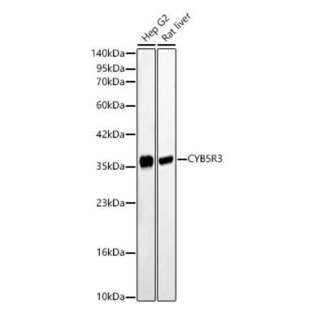 Western Blot - Anti-CYB5R3 Antibody (A329296) - Antibodies.com