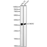 Western Blot - Anti-CYB5R3 Antibody (A329296) - Antibodies.com