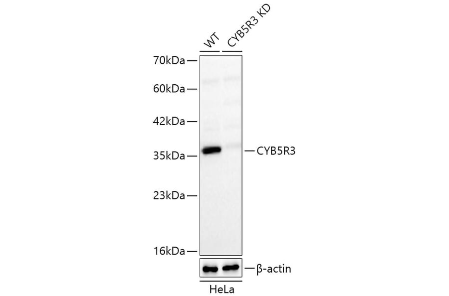 Western Blot - Anti-CYB5R3 Antibody (A329296) - Antibodies.com