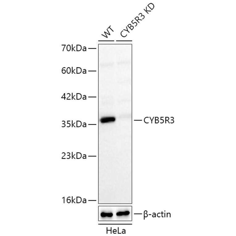 Western Blot - Anti-CYB5R3 Antibody (A329296) - Antibodies.com