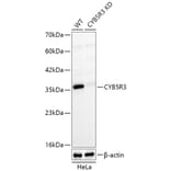 Western Blot - Anti-CYB5R3 Antibody (A329296) - Antibodies.com