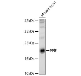 Western Blot - Anti-Cyclophilin F Antibody (A329297) - Antibodies.com