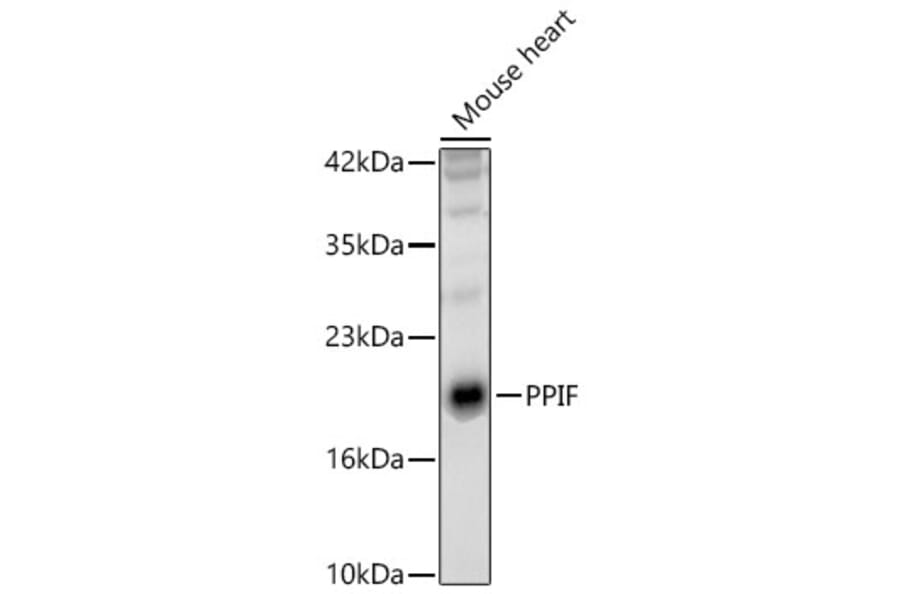 Western Blot - Anti-Cyclophilin F Antibody (A329297) - Antibodies.com