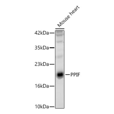 Western Blot - Anti-Cyclophilin F Antibody (A329297) - Antibodies.com