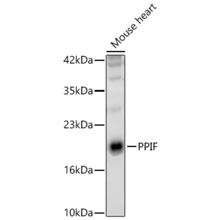Western Blot - Anti-Cyclophilin F Antibody (A329297) - Antibodies.com