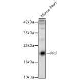 Western Blot - Anti-Cyclophilin F Antibody (A329297) - Antibodies.com