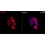 Immunofluorescence - Anti-CYLD Antibody (A329298) - Antibodies.com