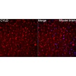 Immunofluorescence - Anti-CYLD Antibody (A329298) - Antibodies.com