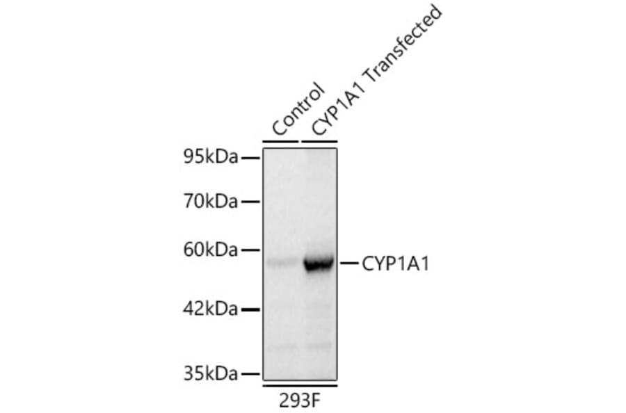 Western Blot - Anti-CYP1A1 Antibody (A329301) - Antibodies.com
