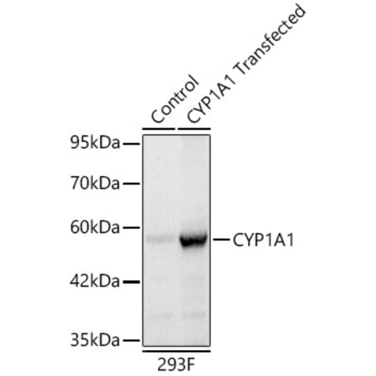 Western Blot - Anti-CYP1A1 Antibody (A329301) - Antibodies.com