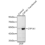 Western Blot - Anti-CYP1A1 Antibody (A329301) - Antibodies.com