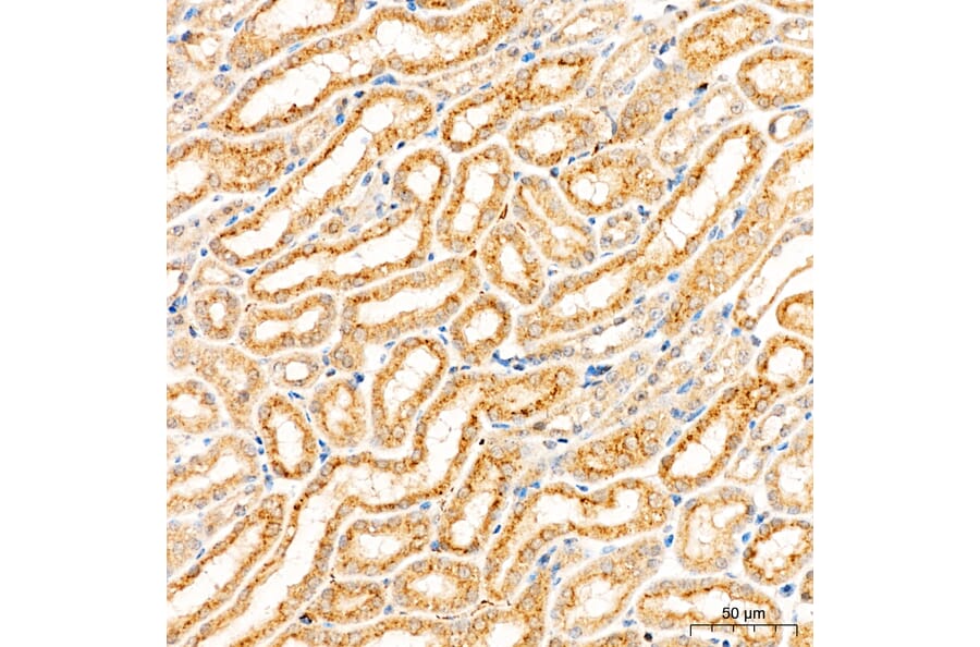 Immunohistochemistry - Anti-CYP1A1 Antibody (A329301) - Antibodies.com