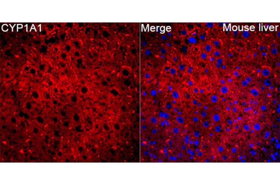 Immunofluorescence - Anti-CYP1A1 Antibody (A329301) - Antibodies.com