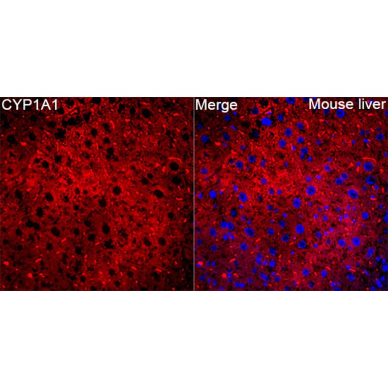 Immunofluorescence - Anti-CYP1A1 Antibody (A329301) - Antibodies.com