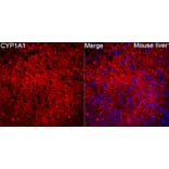 Immunofluorescence - Anti-CYP1A1 Antibody (A329301) - Antibodies.com