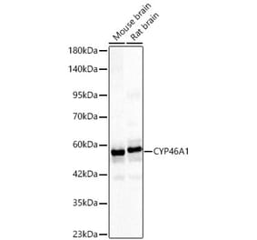 Western Blot - Anti-CYP46A1 Antibody (A329302) - Antibodies.com