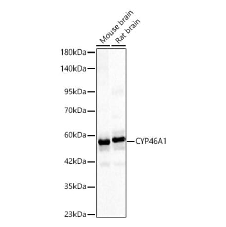 Western Blot - Anti-CYP46A1 Antibody (A329302) - Antibodies.com