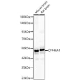 Western Blot - Anti-CYP46A1 Antibody (A329302) - Antibodies.com